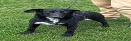 Mixed Breed dogs for adoption: 🐾 MILO – A Small-Medium Gentle Soul ❤️ - Advert 1