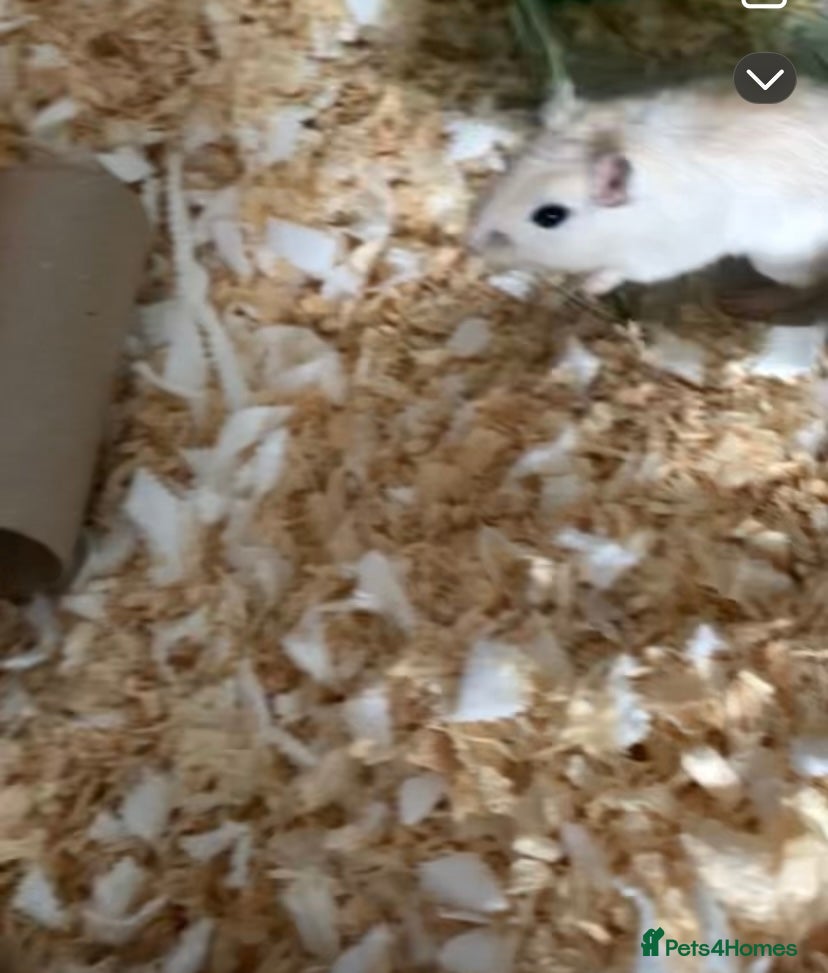Gerbil rodents X2 male gerbils 9 months old - Advert 1
