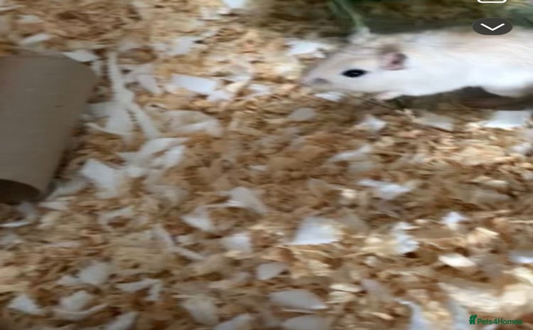Gerbil rodents - Advert 3