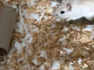 Gerbil rodents - Advert 38