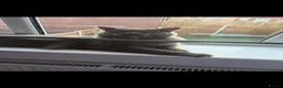 Maine Coon cats for sale: Russian Blue Maine coon  in Kenilworth - Advert 2