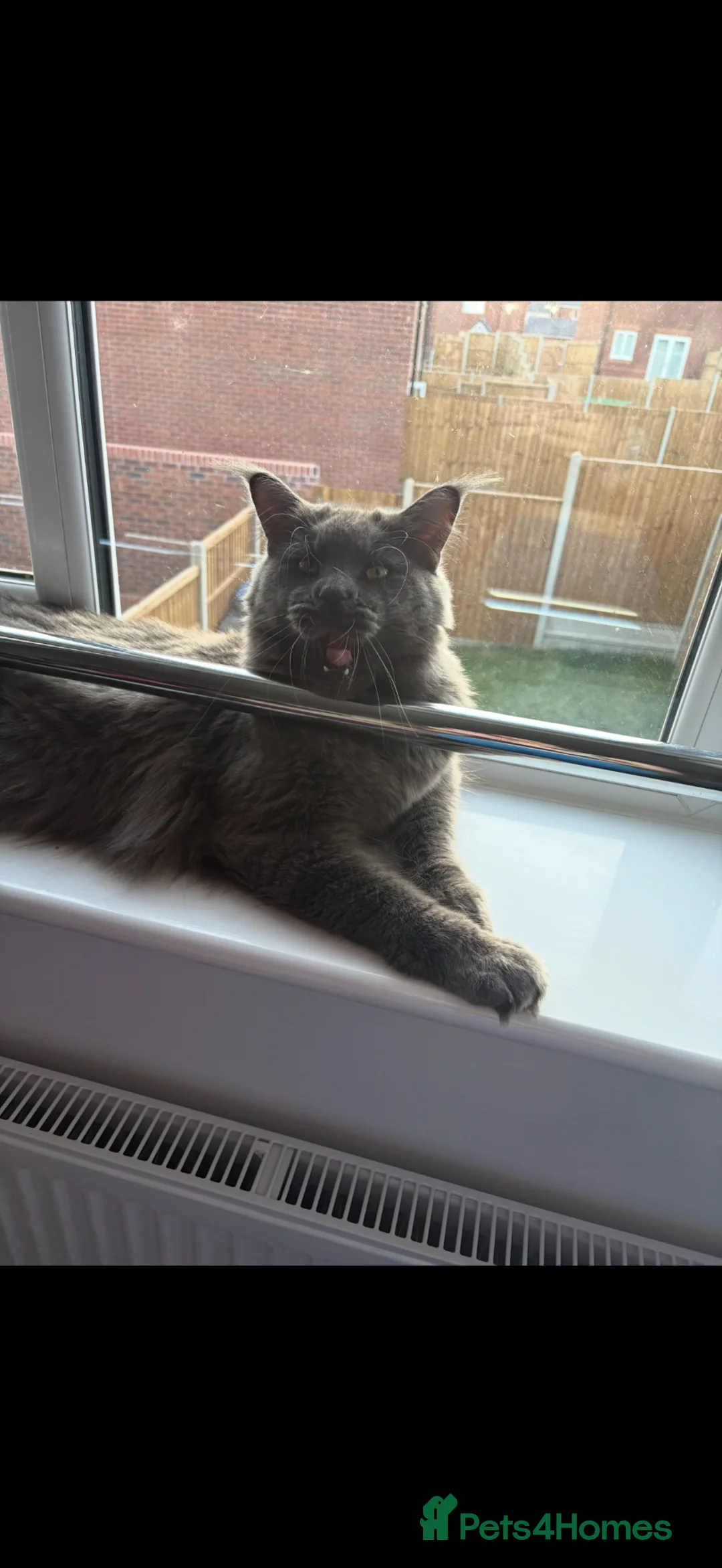 Maine Coon cats for sale: Russian Blue Maine coon  in Kenilworth - Advert 2