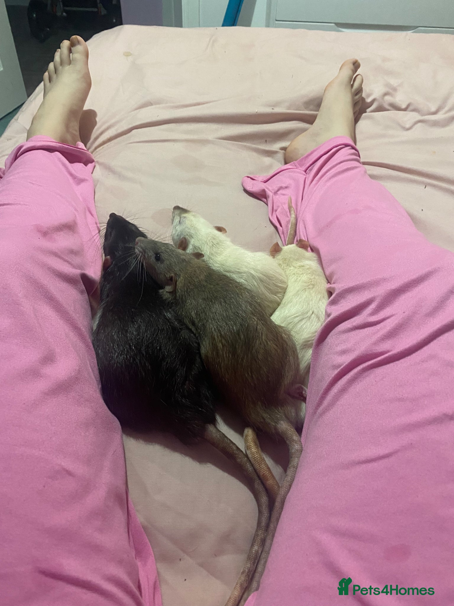 Rat rodents Pet rats  - Advert 5