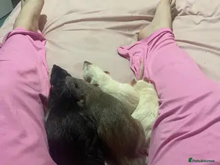 Rat rodents Pet rats - Advert 5