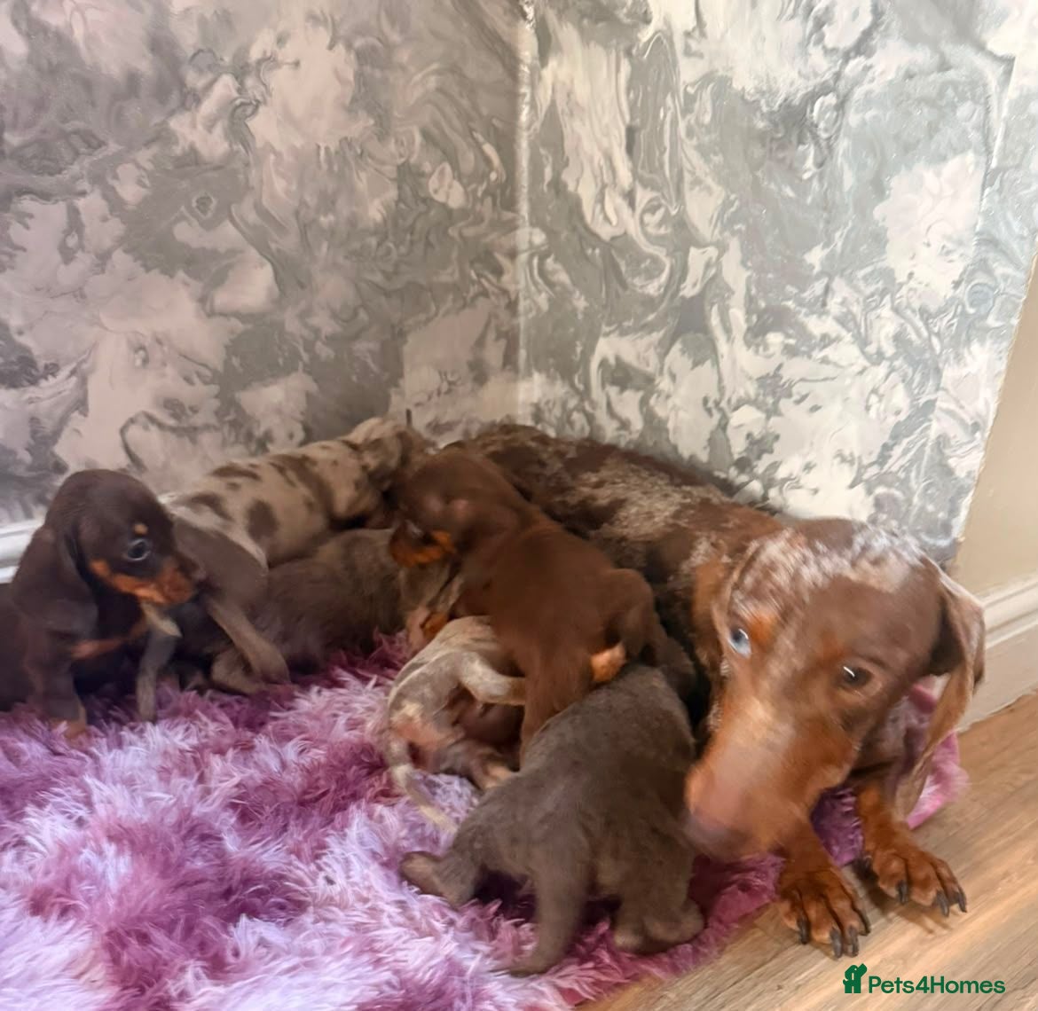 Dachshund dogs Beautiful dachshund puppies  - Advert 1