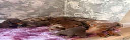 Dachshund dogs for sale: Beautiful dachshund puppies  - Advert 2
