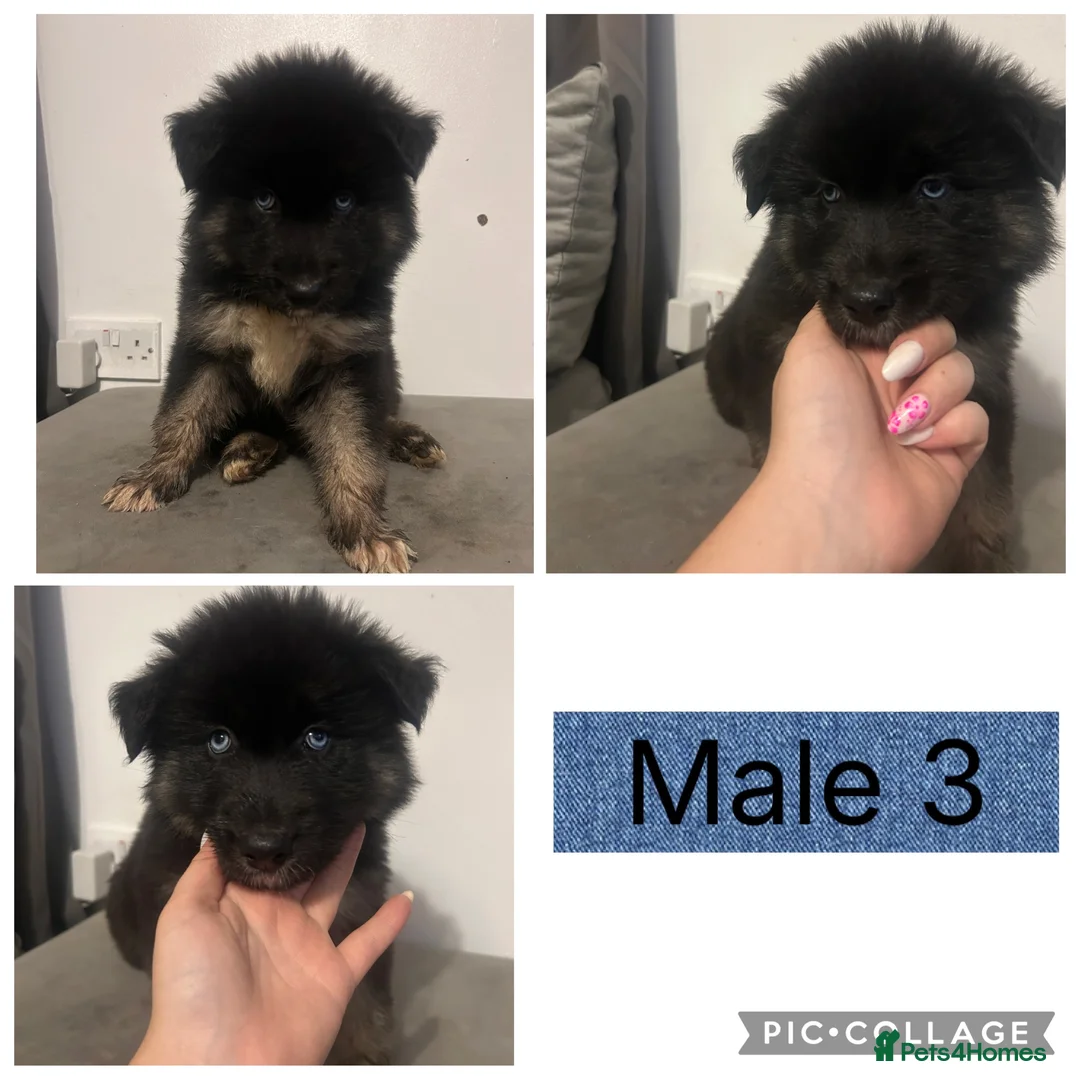 Shepsky dogs for sale: Mum is a shepsky x Dad is Siberian husky - Advert 8