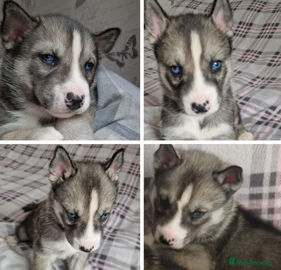 Siberian Husky dogs for sale: 1 beautiful girl left ❤️ ready now  - Advert 15