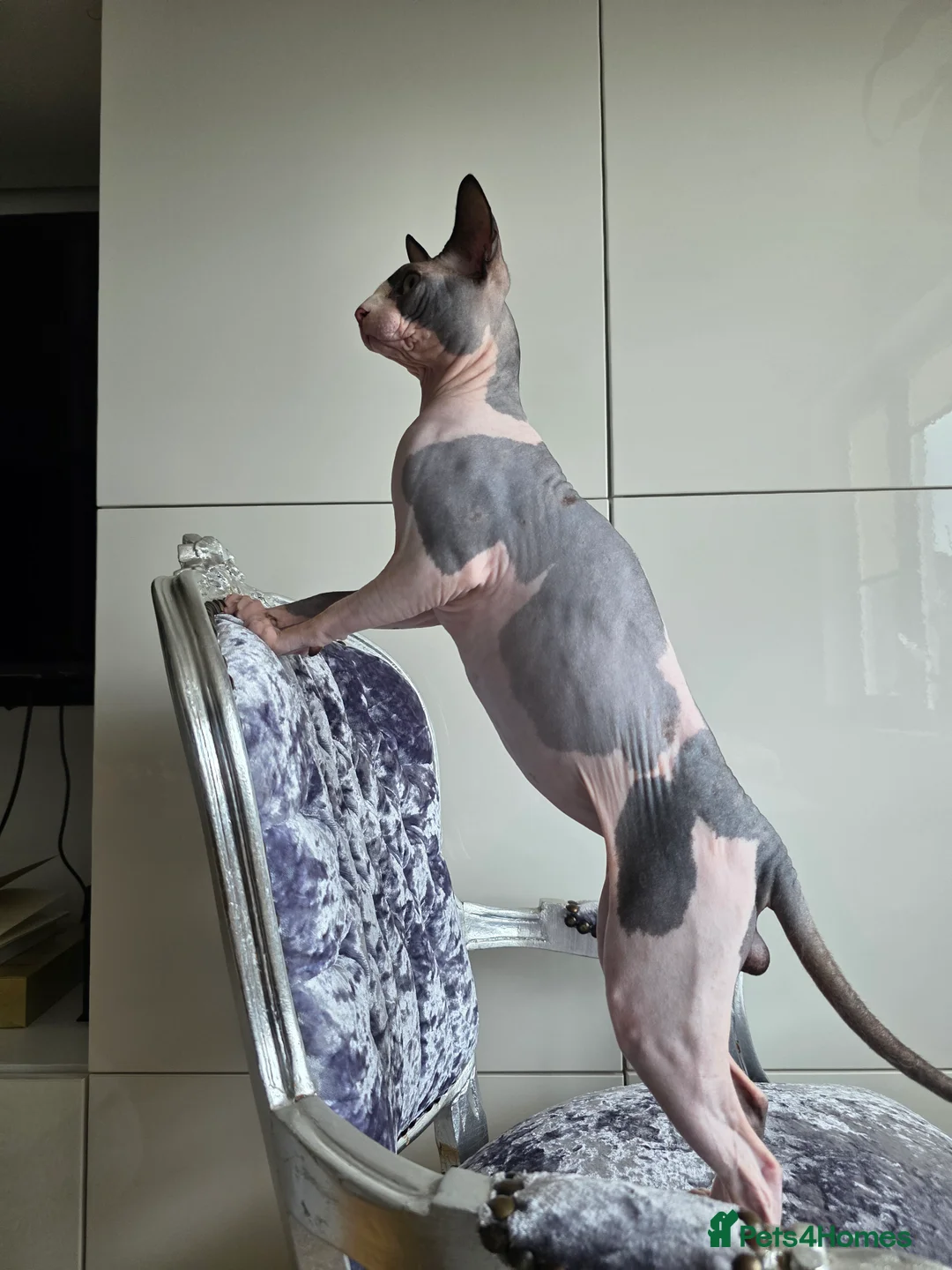 Sphynx cats for stud: 1 year Canadian spynx boy looking for nice girl  - Advert 5
