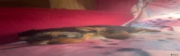 Yorkshire Terrier dogs for sale: 4 Beautiful Yorkshire Terrier Puppies  - Advert 11