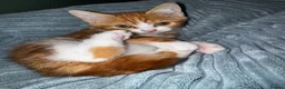 Mixed Breed cats for sale: Red and white bobtail male - Advert 5