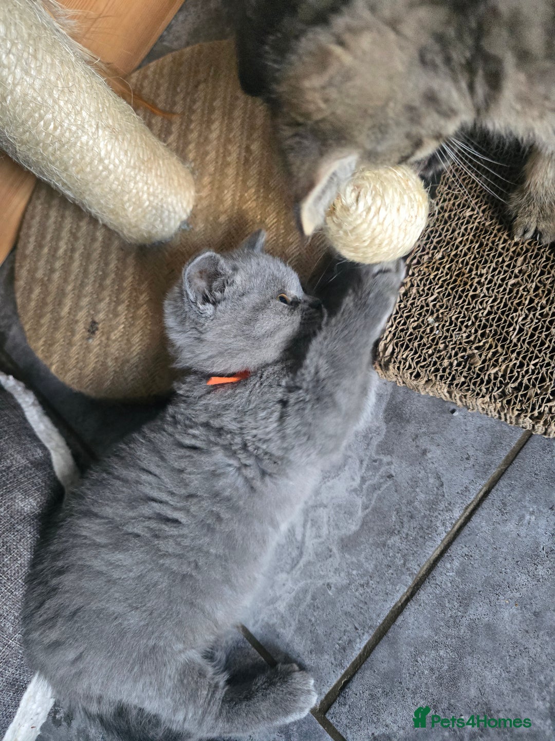 British Shorthair cats for sale: British short hair - Image 9