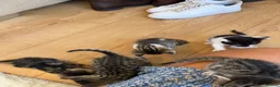 Mixed Breed cats for sale: Beautiful bengal/tabby  in Cheltenham - Advert 10
