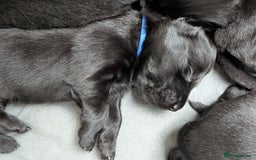 Flat coated Retriever dogs for sale: KC Flat Coated Retriever Puppies - Image 18