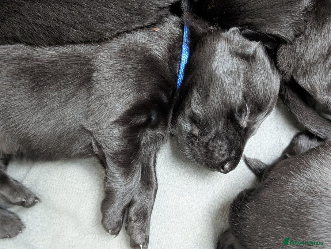 Flat coated Retriever dogs for sale: KC Flat Coated Retriever Puppies - Image 18