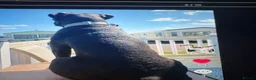 Cane Corso dogs for stud: Cane corso  - Advert 5