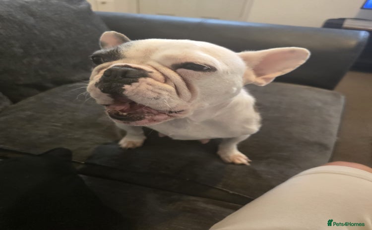 French Bulldog dogs - Advert 14