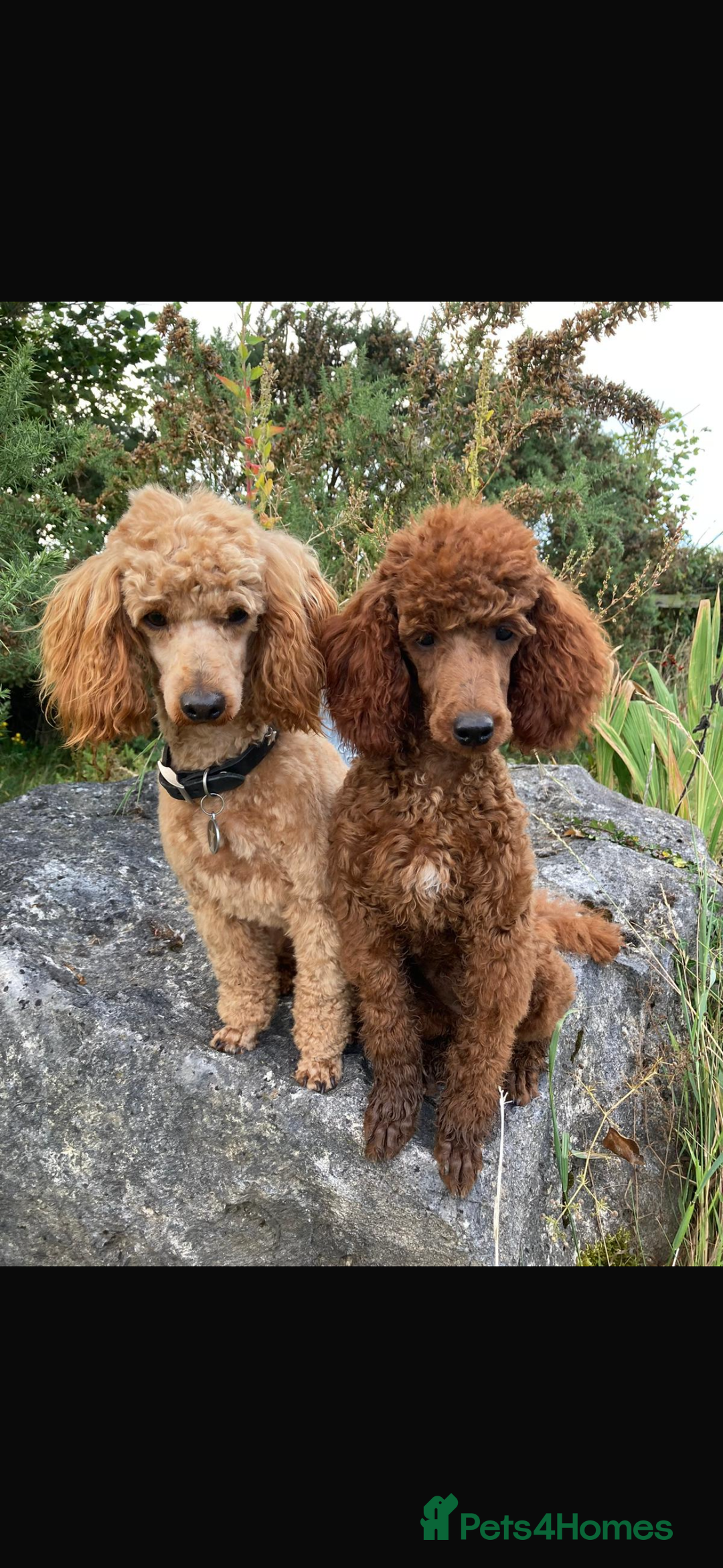 Miniature Poodle dogs for sale: Fox red stunning miniature poodles - Advert 2