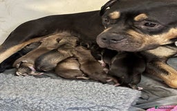 Mixed Breed dogs for sale: Husky x American bully’s  - Image 9