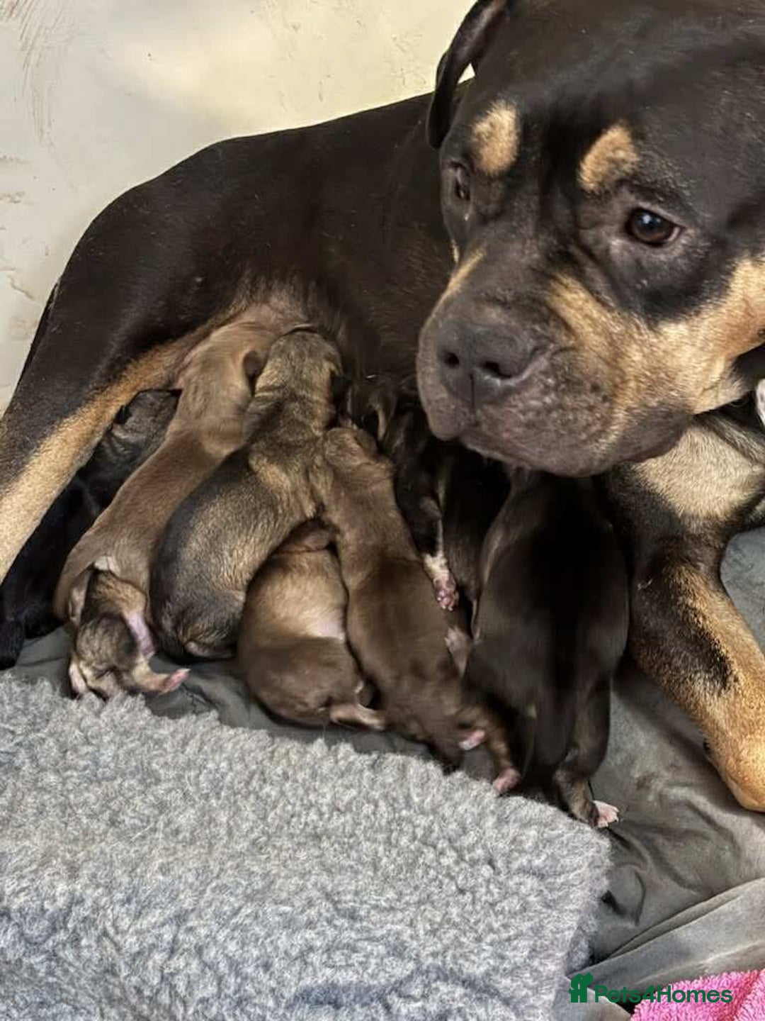 Mixed Breed dogs for sale: Husky x American bully’s  - Image 9