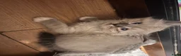 Mixed Breed cats for sale: Ragdoll x Maine coon - Advert 7