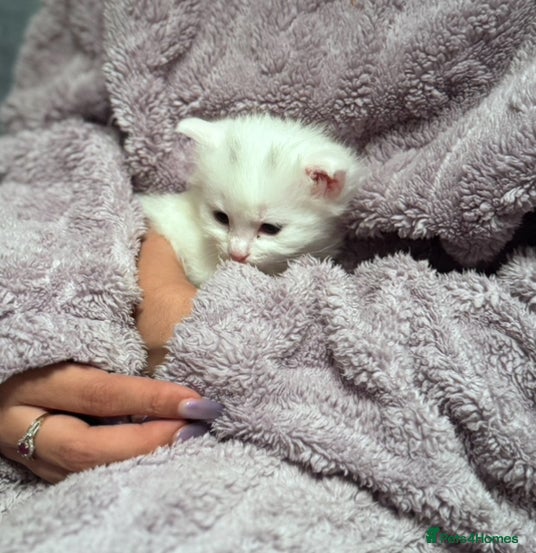 Mixed Breed cats 4 Lovely Kittens Almost Ready For Adoption - Advert 1