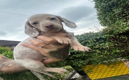 Dachshund dogs for sale: Miniature dachshund  - Advert 29