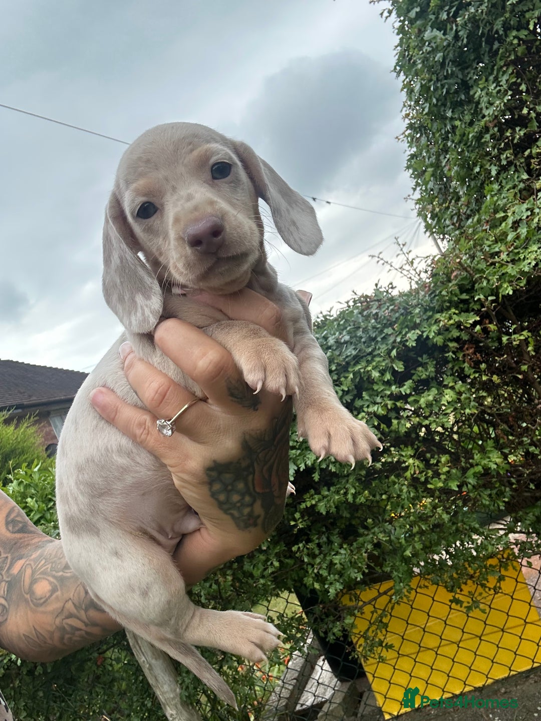 Dachshund dogs for sale: Miniature dachshund  - Advert 29