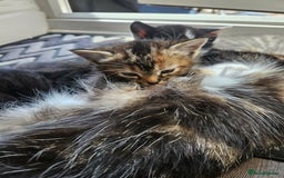 Mixed Breed cats for sale: 🐾 6 Adorable Kittens Looking for Loving Homes!  - Image 16