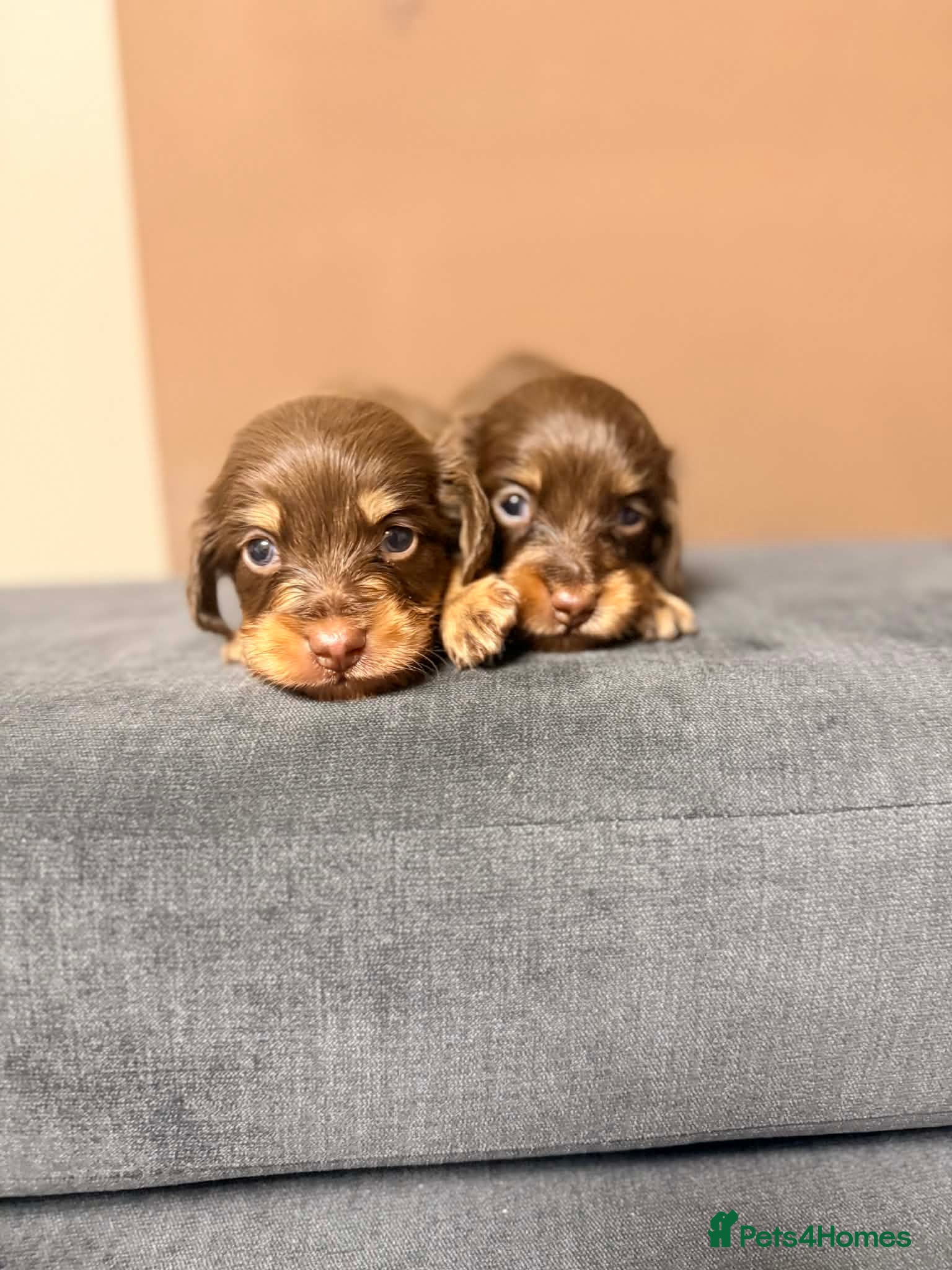 Miniature Dachshund dogs 🐾 Stunning Chocolate Cream Mini Longhair Boys ✨🐶 - Advert 1