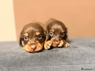 Miniature Dachshund dogs for sale: 🐾 Stunning Chocolate Cream Mini Longhair Boys ✨🐶 - Advert 1