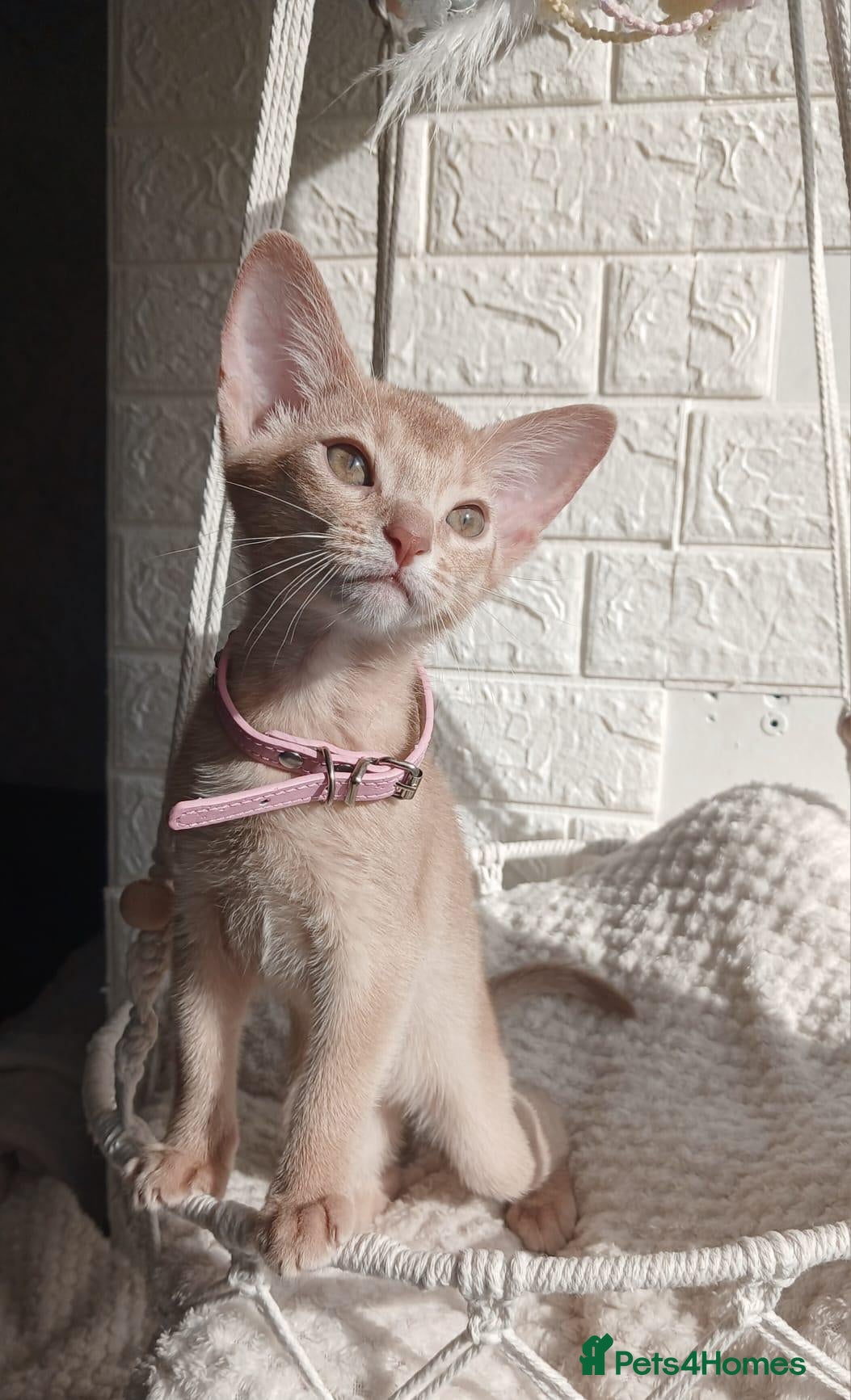 Abyssinian cats Beautiful Abyssinian Kittens  - Advert 6