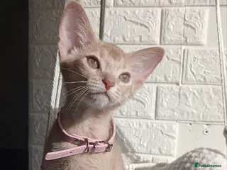 Abyssinian cats Beautiful Abyssinian Kittens - Advert 6