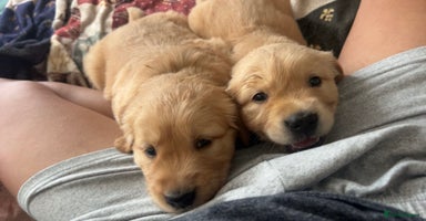 Golden Retriever dogs - Advert 2