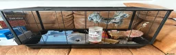 Rat rodents for sale: 2 Male rats - Advert 4