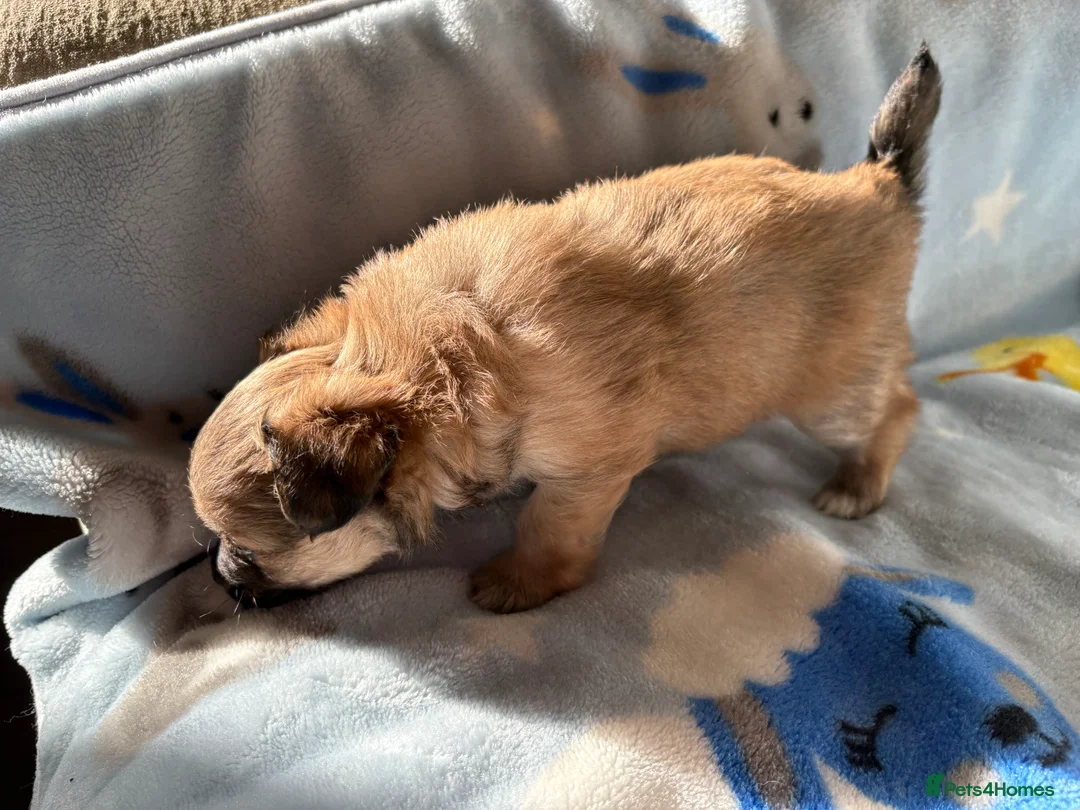 Mixed Breed dogs for sale: Pomeranian x Yorkshire terrier puppies - Advert 4