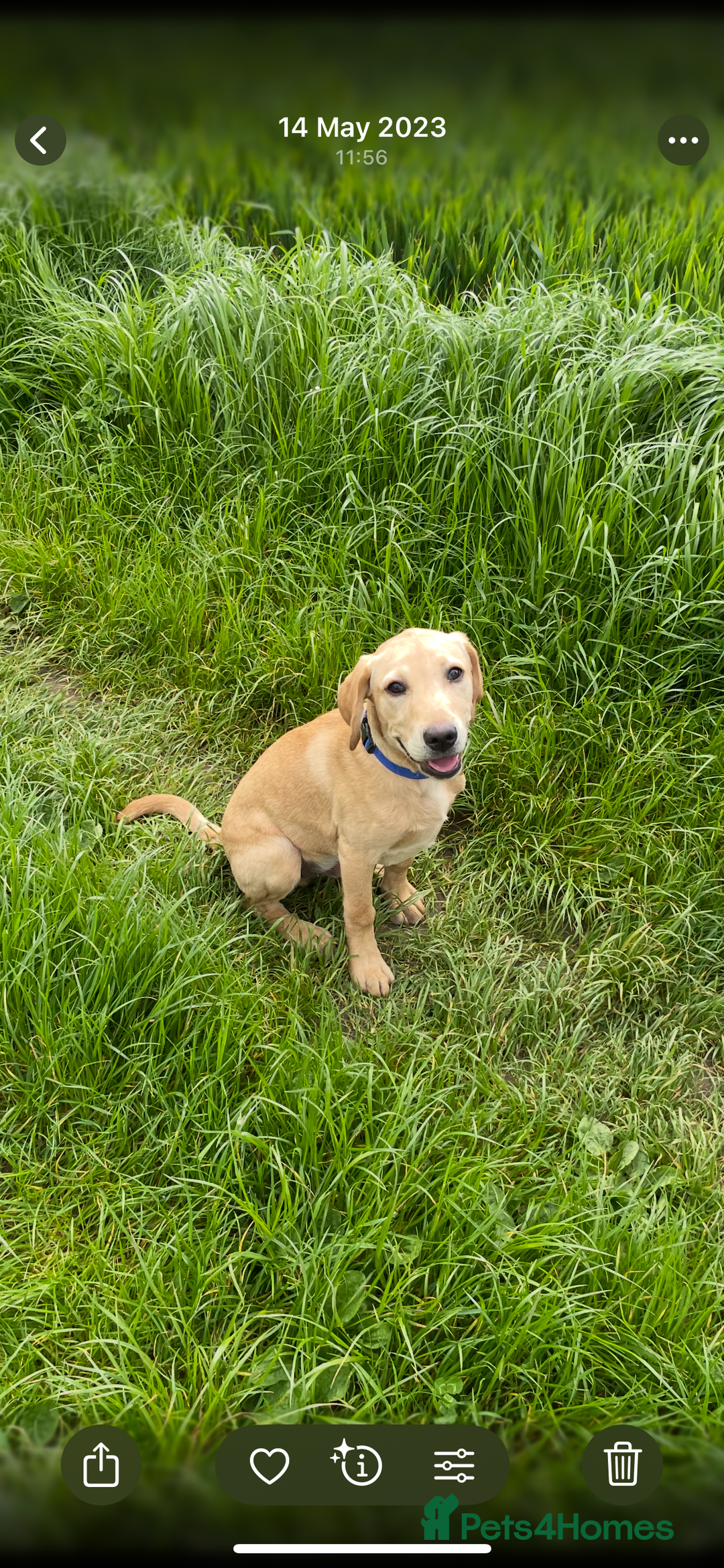 Labrador Retriever dogs for stud: Billy - 3YO Labrador Retriever Stud in Oxfordshire - Advert 1