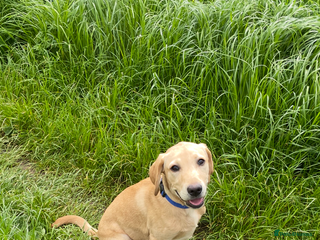 Labrador Retriever dogs Billy - 3YO Labrador Retriever Stud in Oxfordshire - Advert 1