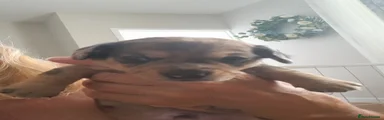 Jackshund 2