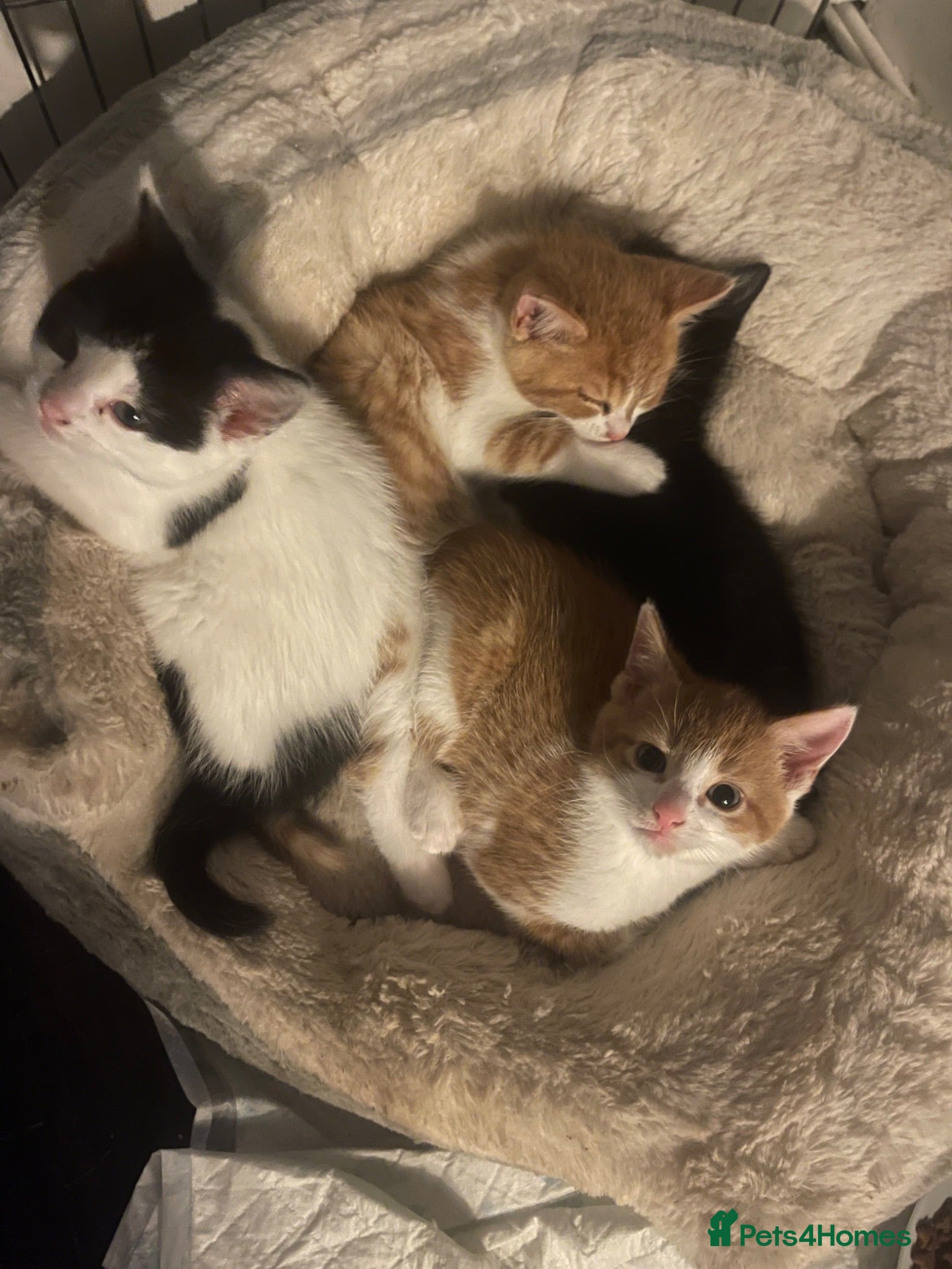 Mixed Breed cats 4 playful kittens ready to find their forever home - Advert 1