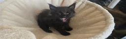 Maine Coon cats for sale: Maine coon kittens - Advert 35
