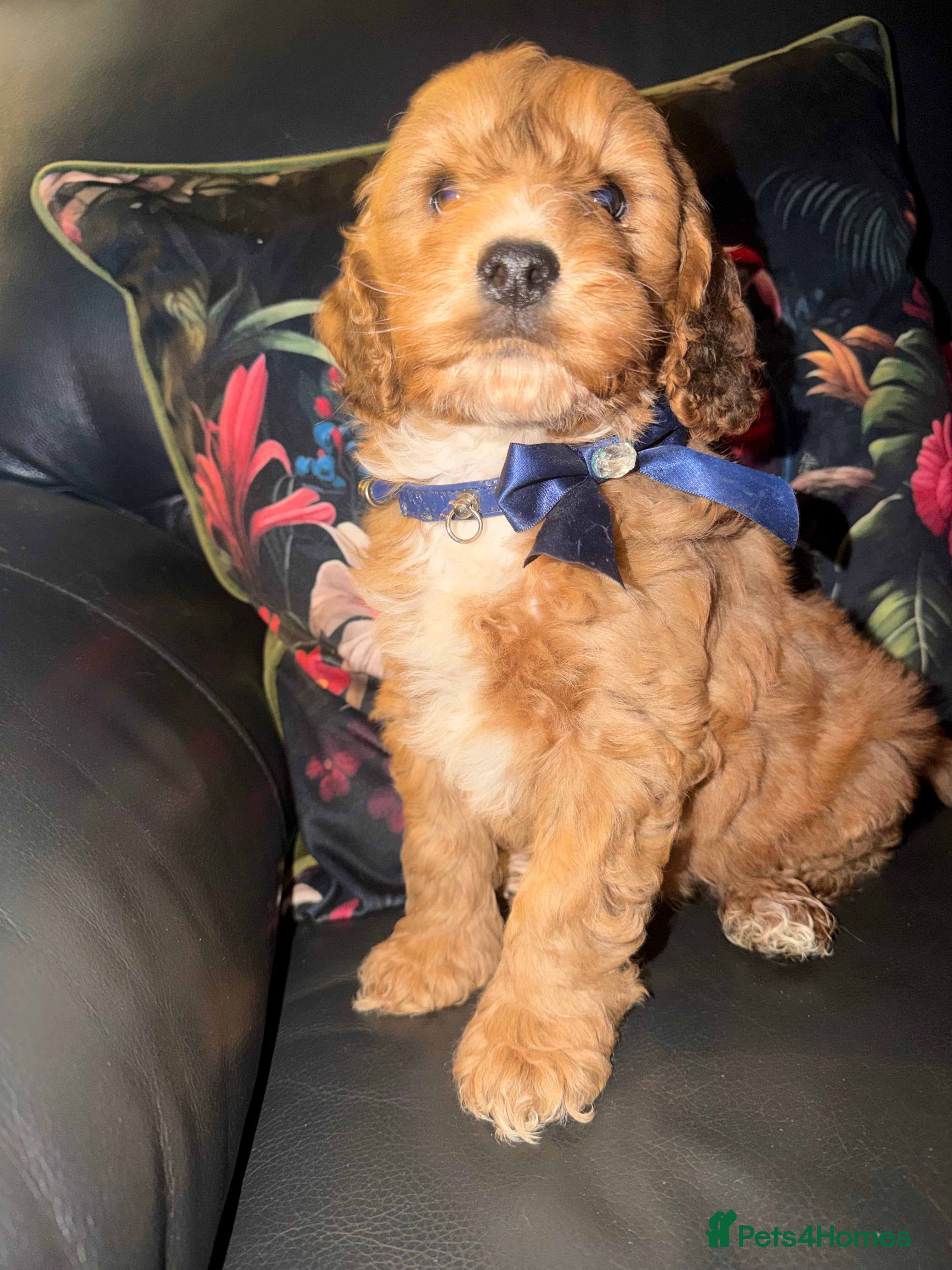 Cockapoo dogs Cockapoo one boy available ready now  - Advert 16