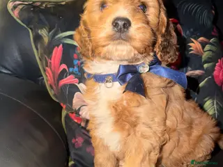Cockapoo dogs Cockapoo one boy available ready now - Advert 16
