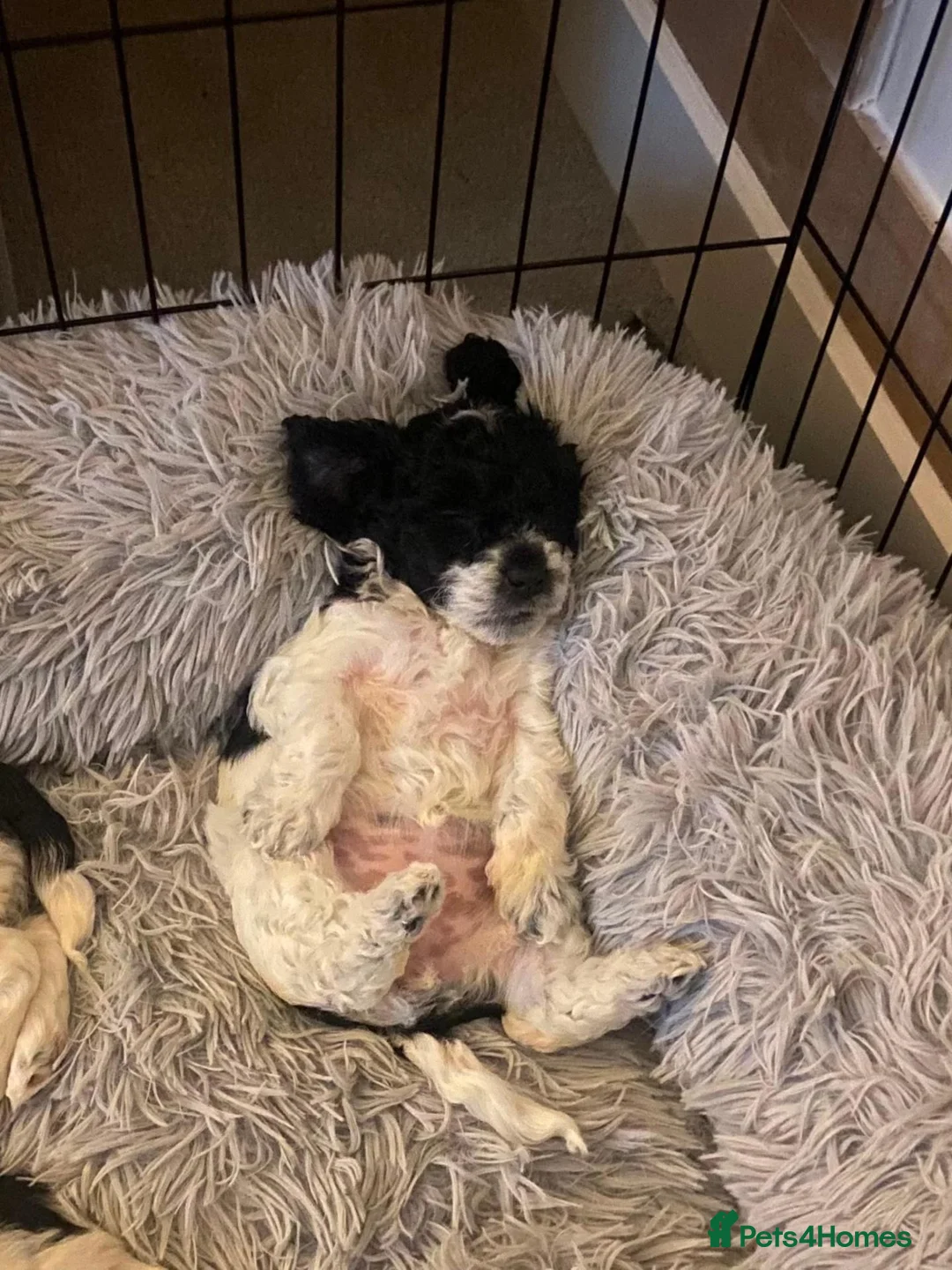 Mixed Breed dogs for sale: Mixed cavapoo little girl - Advert 4