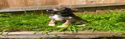 Saluki dogs for sale: Beautiful Saluki pups from champion lines - Advert 27