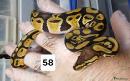 Python Snake reptiles for sale: Hatchling Royal Python's  - Image 30
