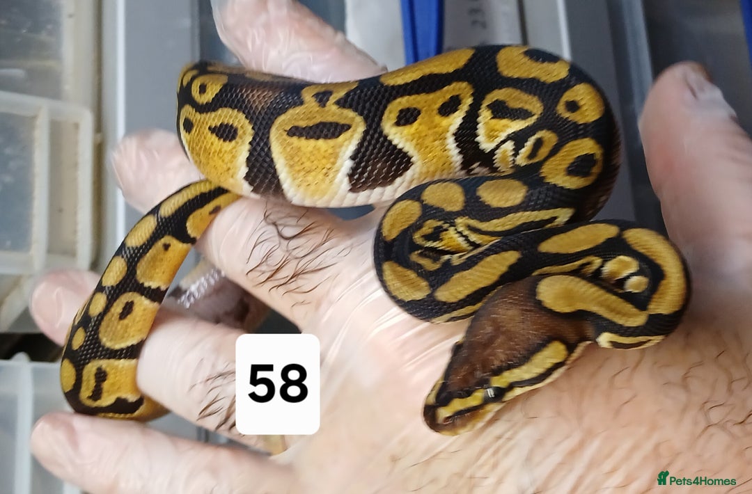 Python Snake reptiles for sale: Hatchling Royal Python's  - Image 30