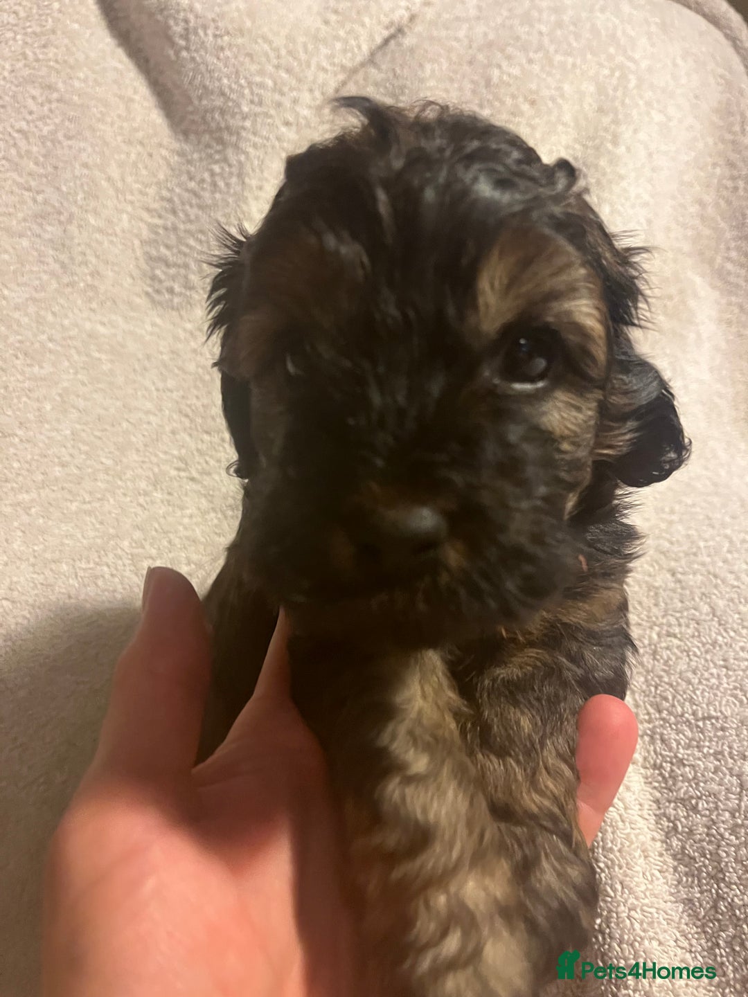 Cockapoo dogs for sale: Adorable Cockapoo puppies  - Image 1