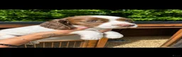 Cocker Spaniel dogs for sale: **REDUCED **Beautiful Merle Cocker Spaniel puppies - Advert 8