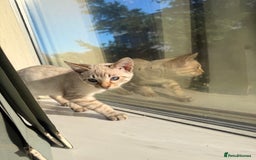 Bengal cats for sale: Blue Eyed Snow Lynx Kittens  - Image 22